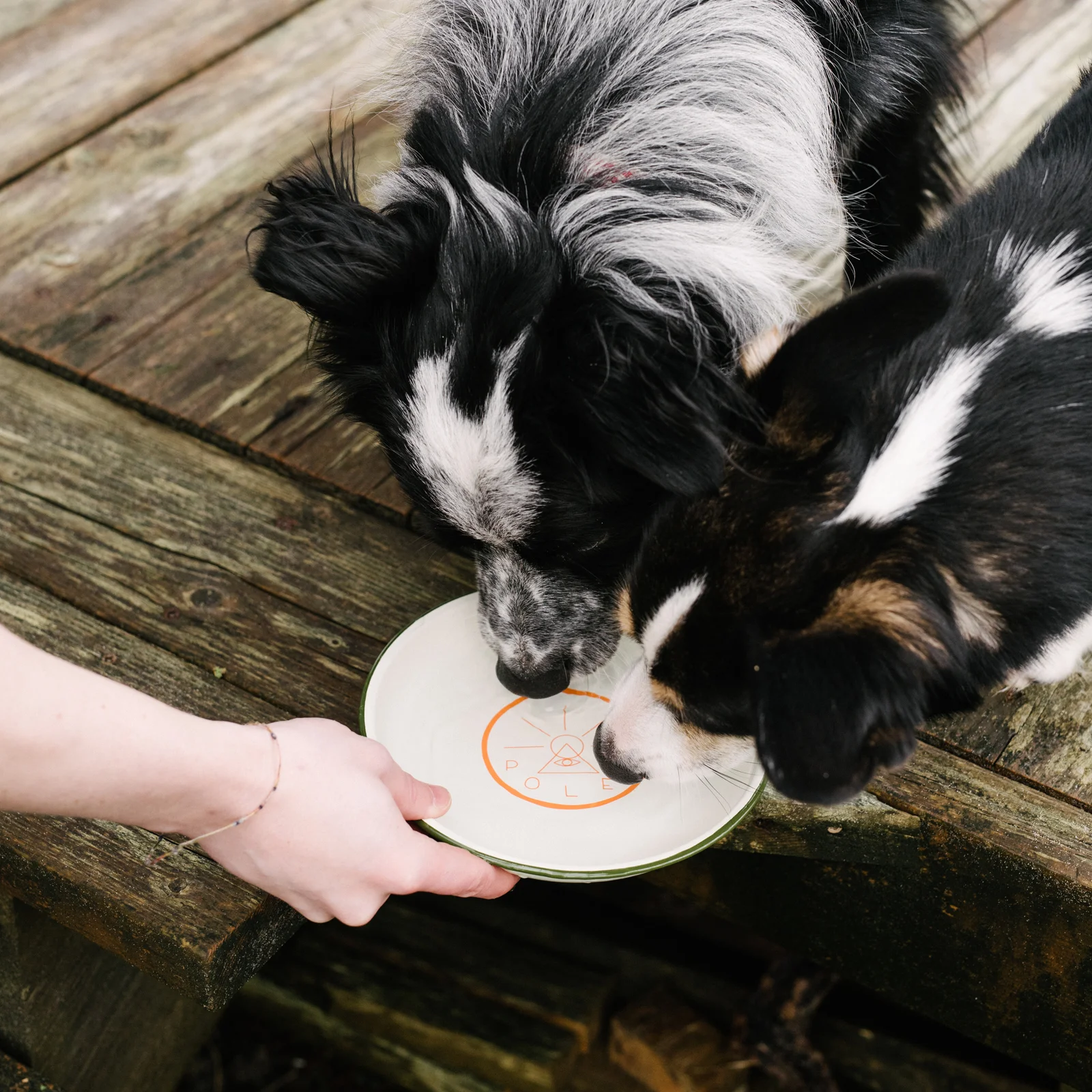 sq_poler-spring-2017_day-3_dog-dish-2.jpg