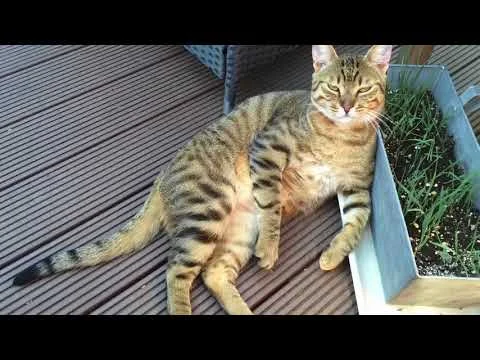 <i class="fab fa-youtube"></i>