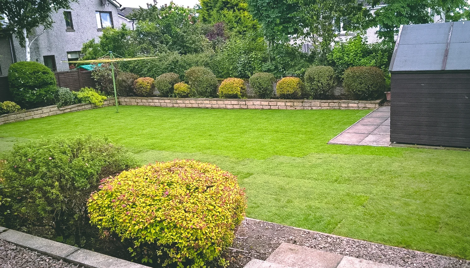 Pruning and new lawn