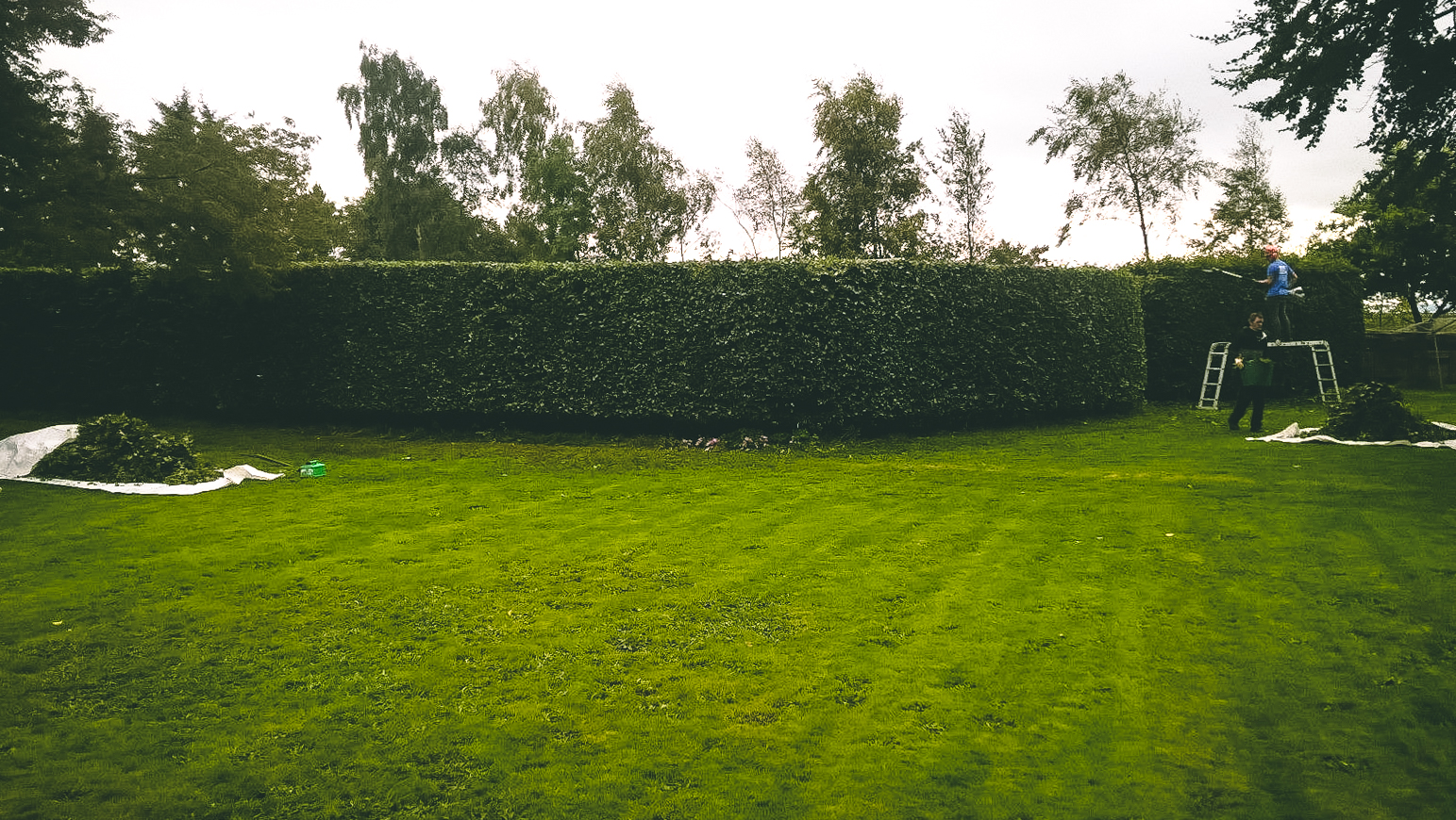 Aberdeen Hedge Trimming & Pruning