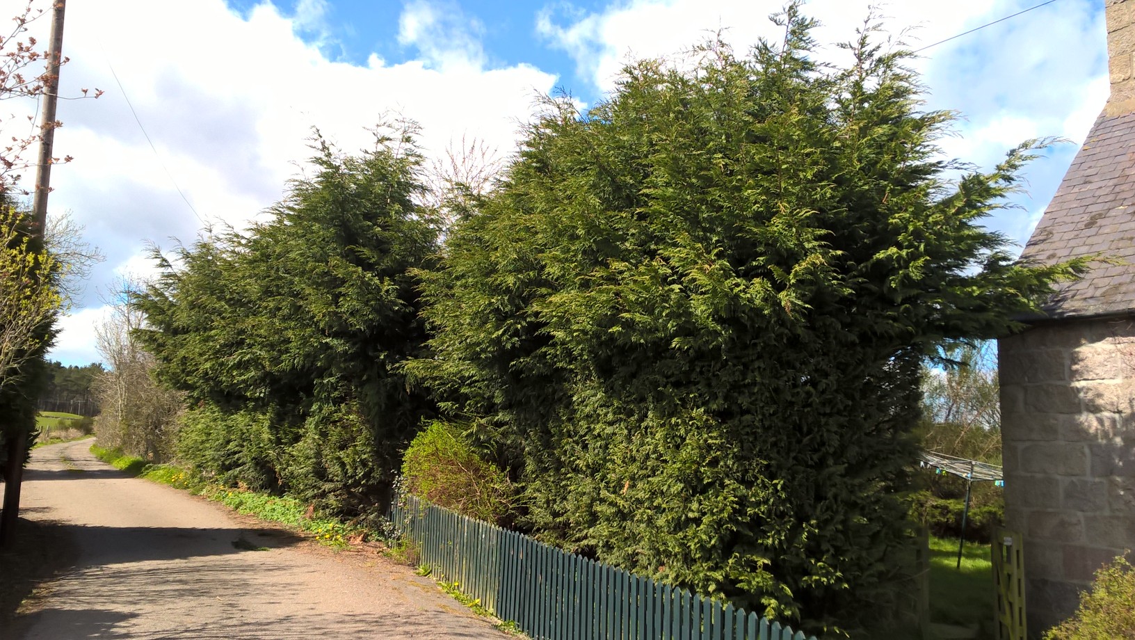 hald way through pruning conifer, Drumoak