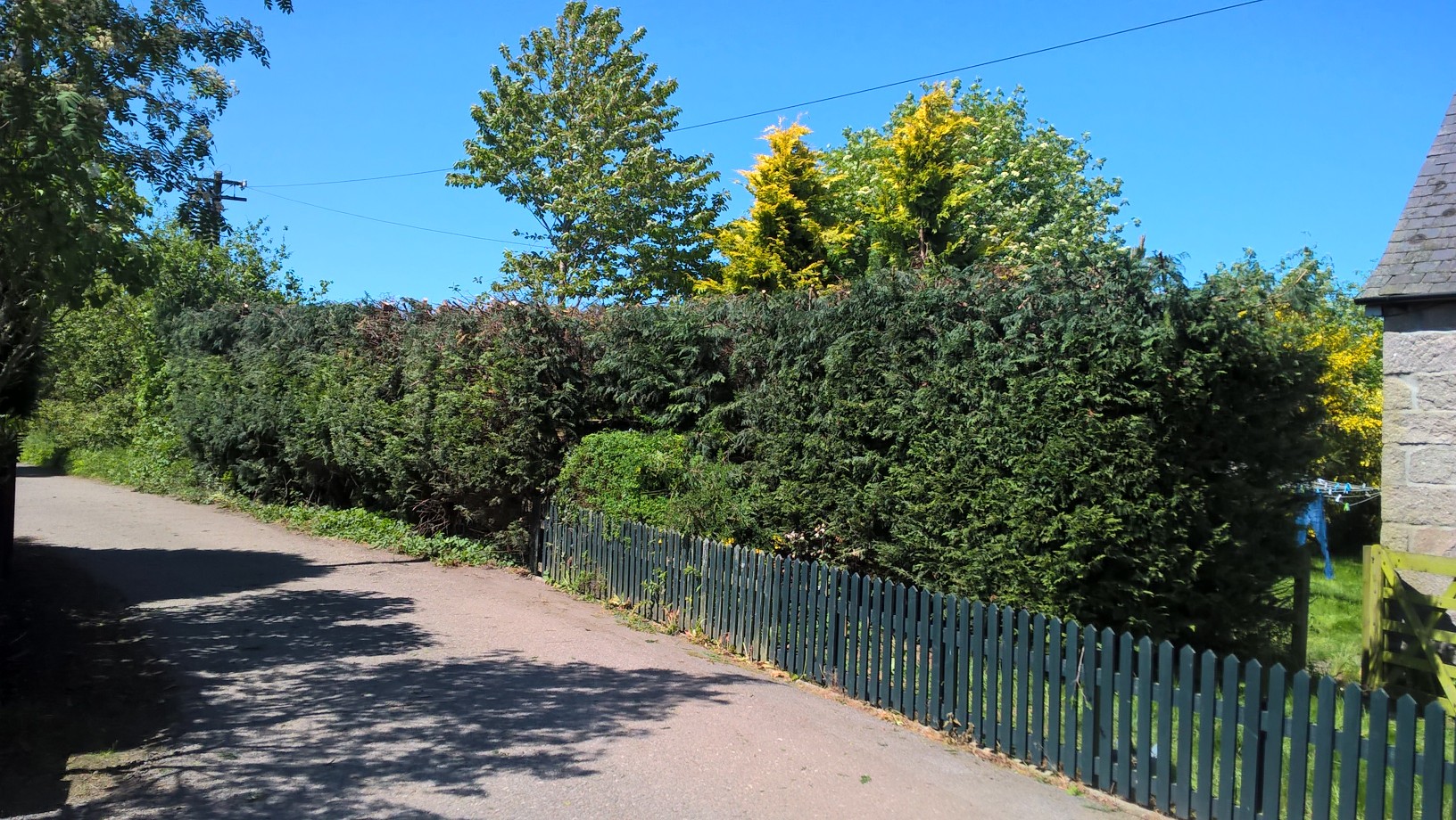 Conifer pruning, Drumoak