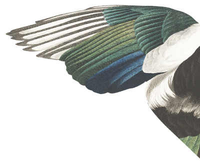 wing.png