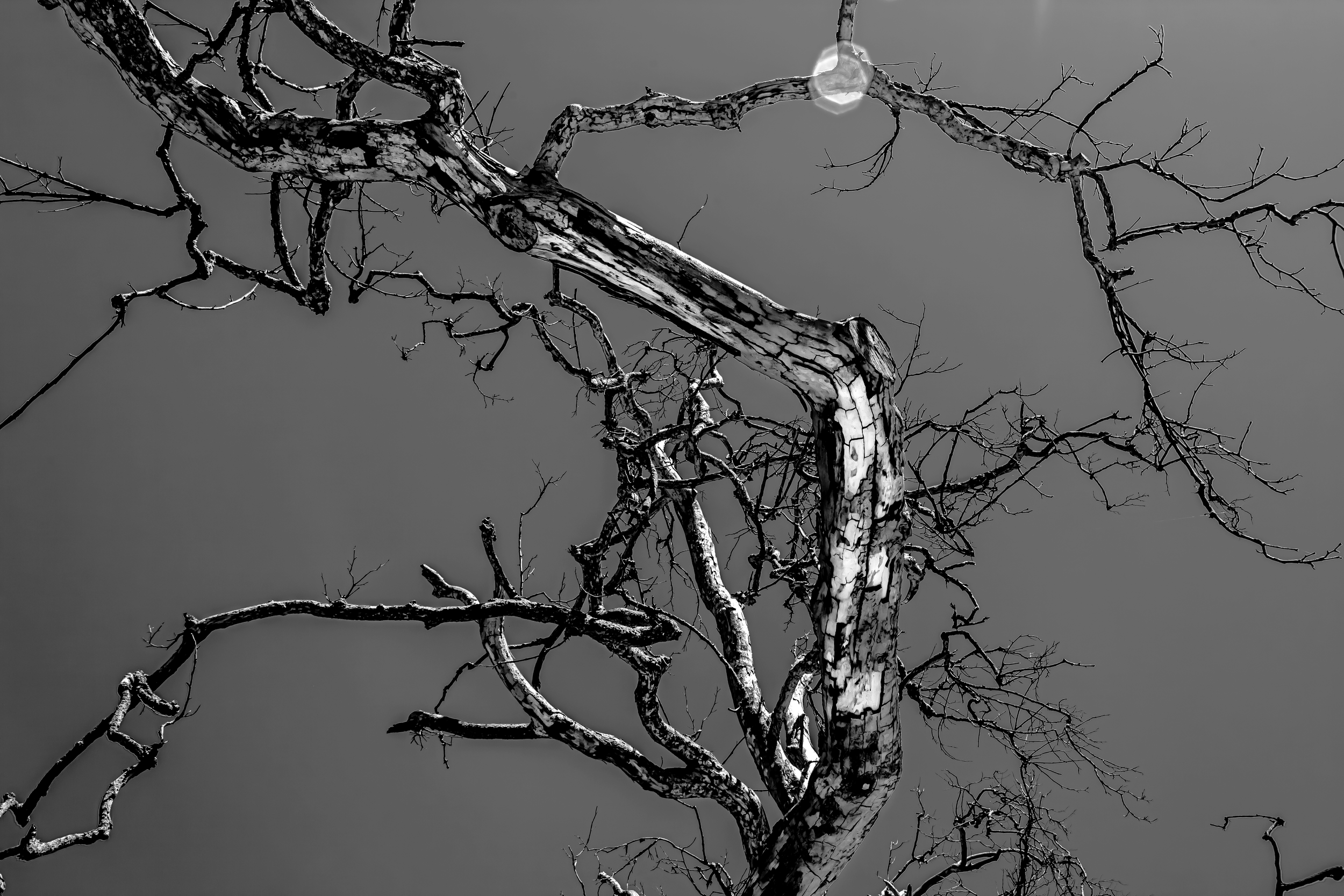b&w tree.png