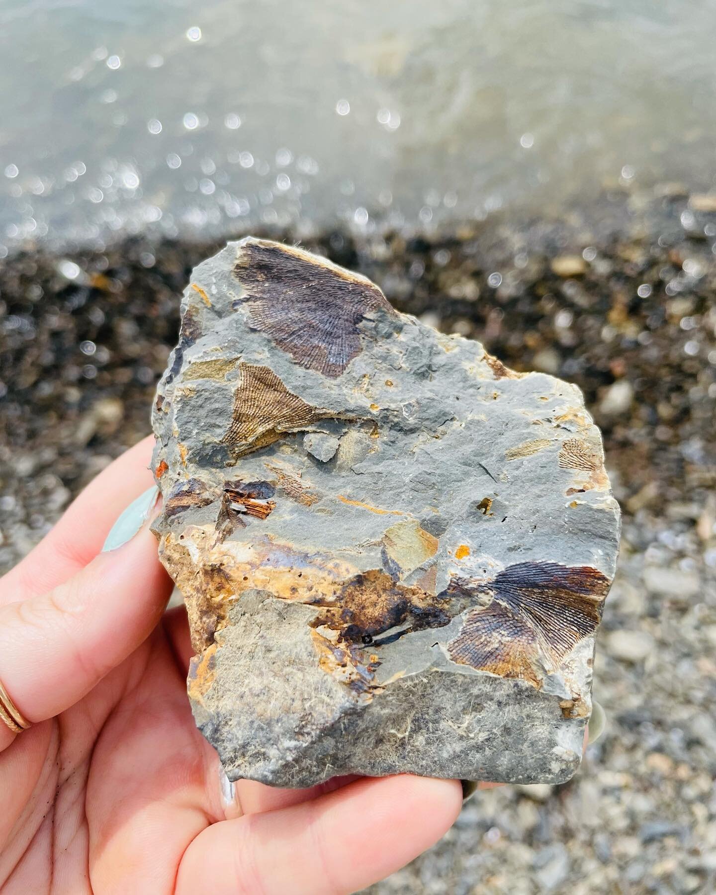 Sadly, like most places in the US the water levels at Beltsville State Park are exceptionally low, but it does make it a great time to find some fossils! Go check it out 🤓