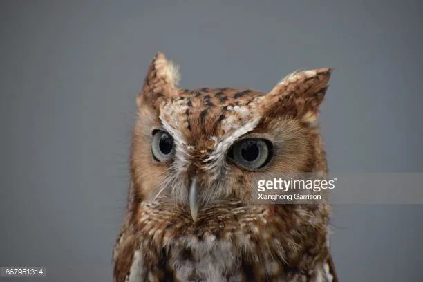 Photo by Xianghong Garrison/iStock / Getty Images