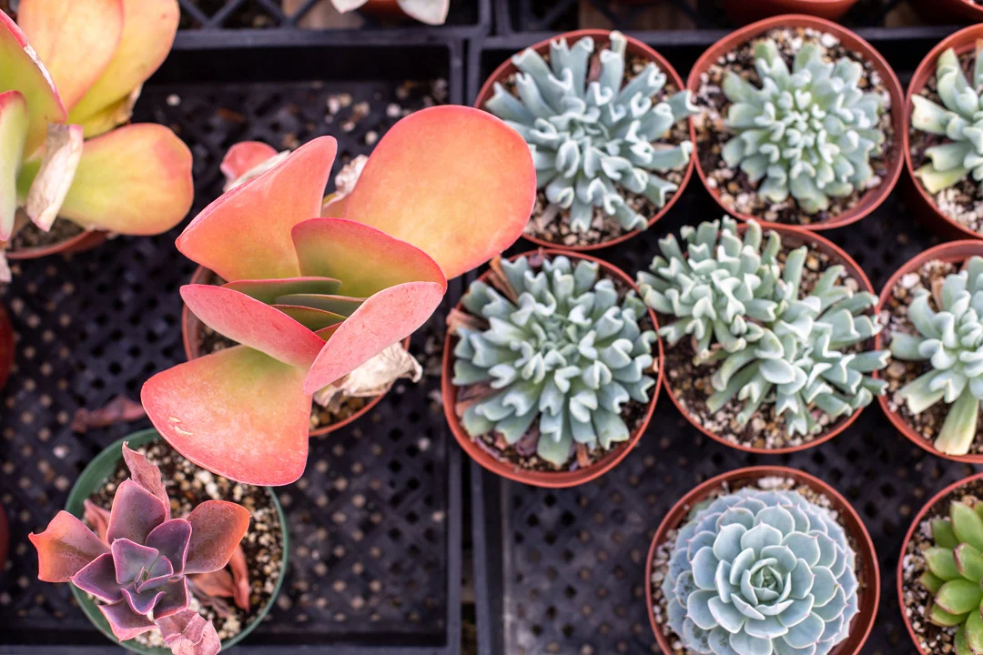 These cute succulents with paddle-shaped leaves are called flapjacks.