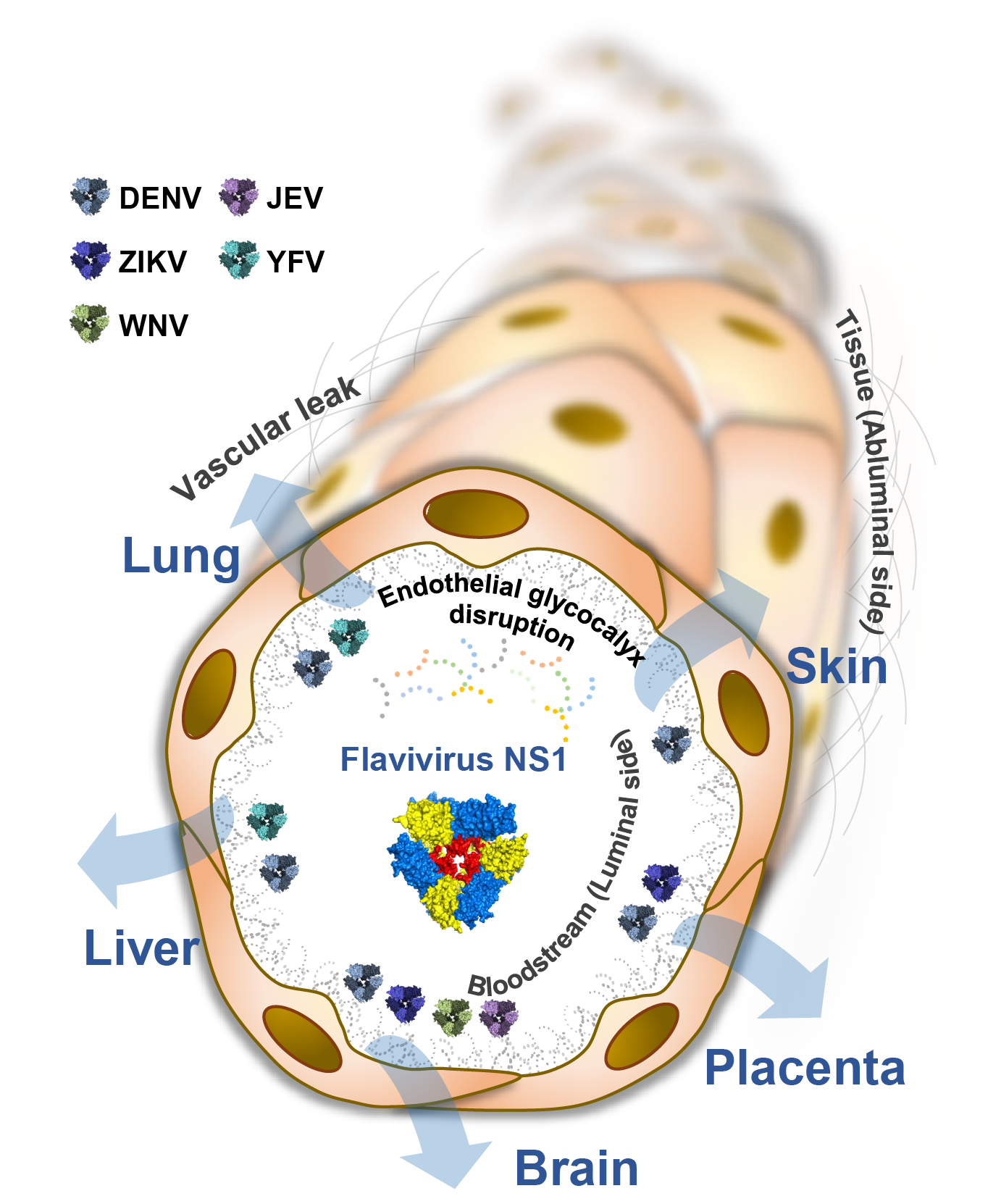 Graphical Abstract v2.png