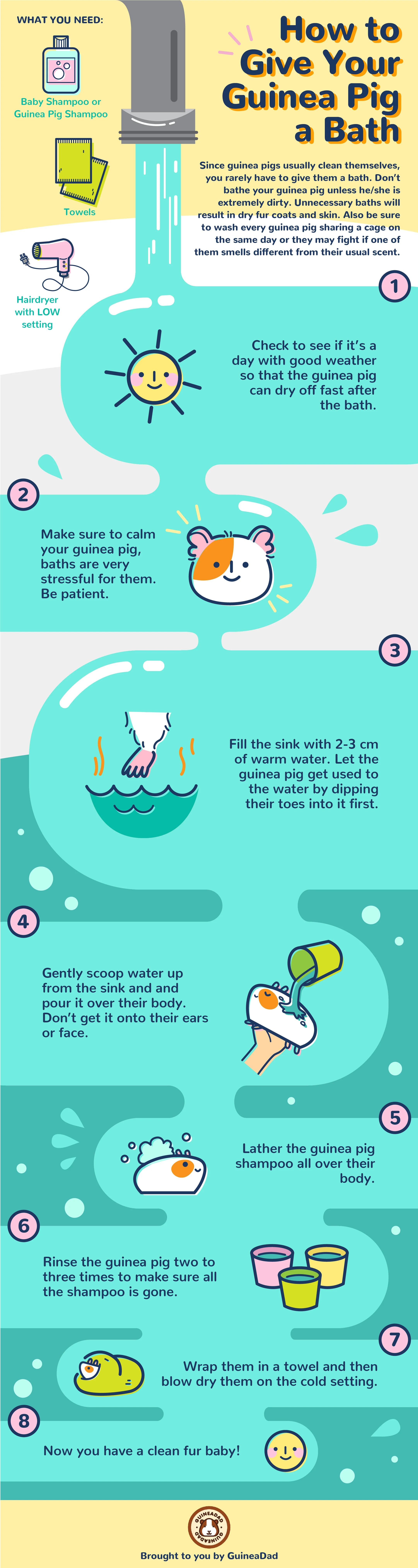 How to Wash Your Guinea Pig Infographic.jpg