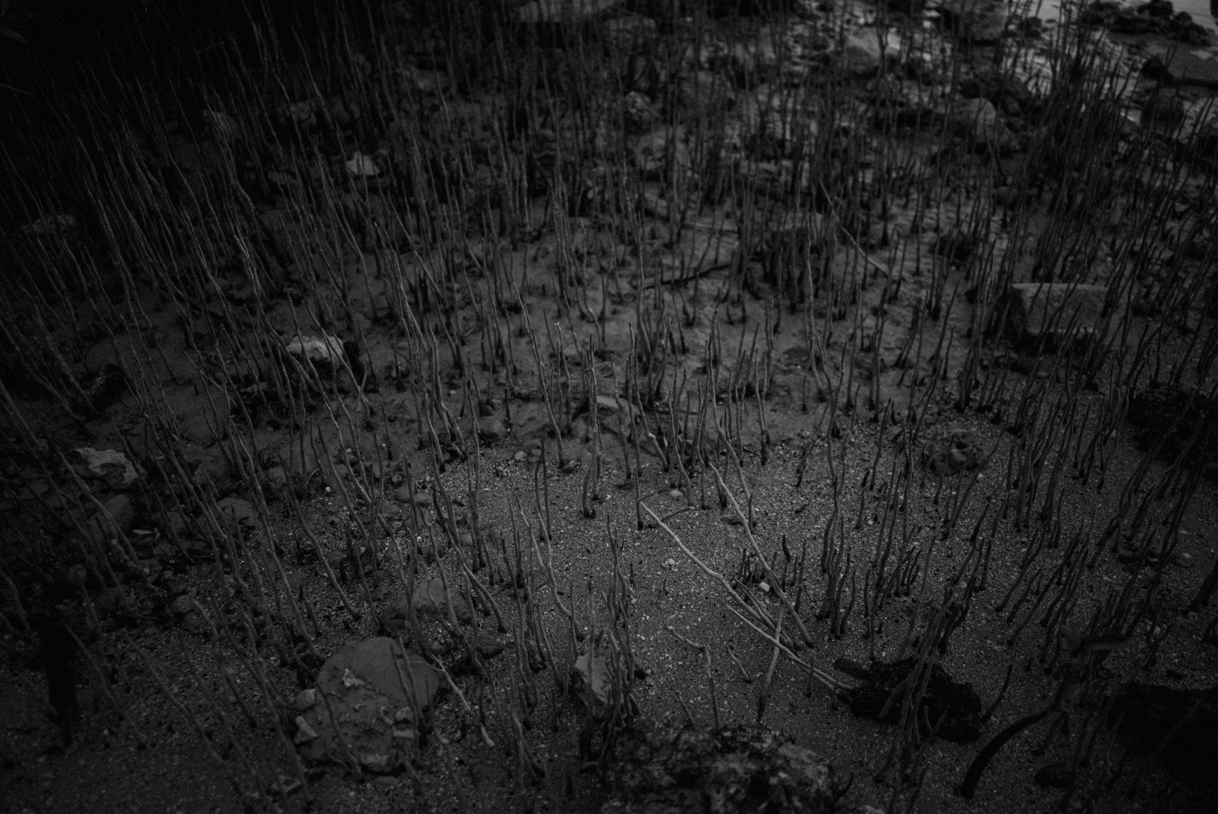 L1001299_1.jpeg
