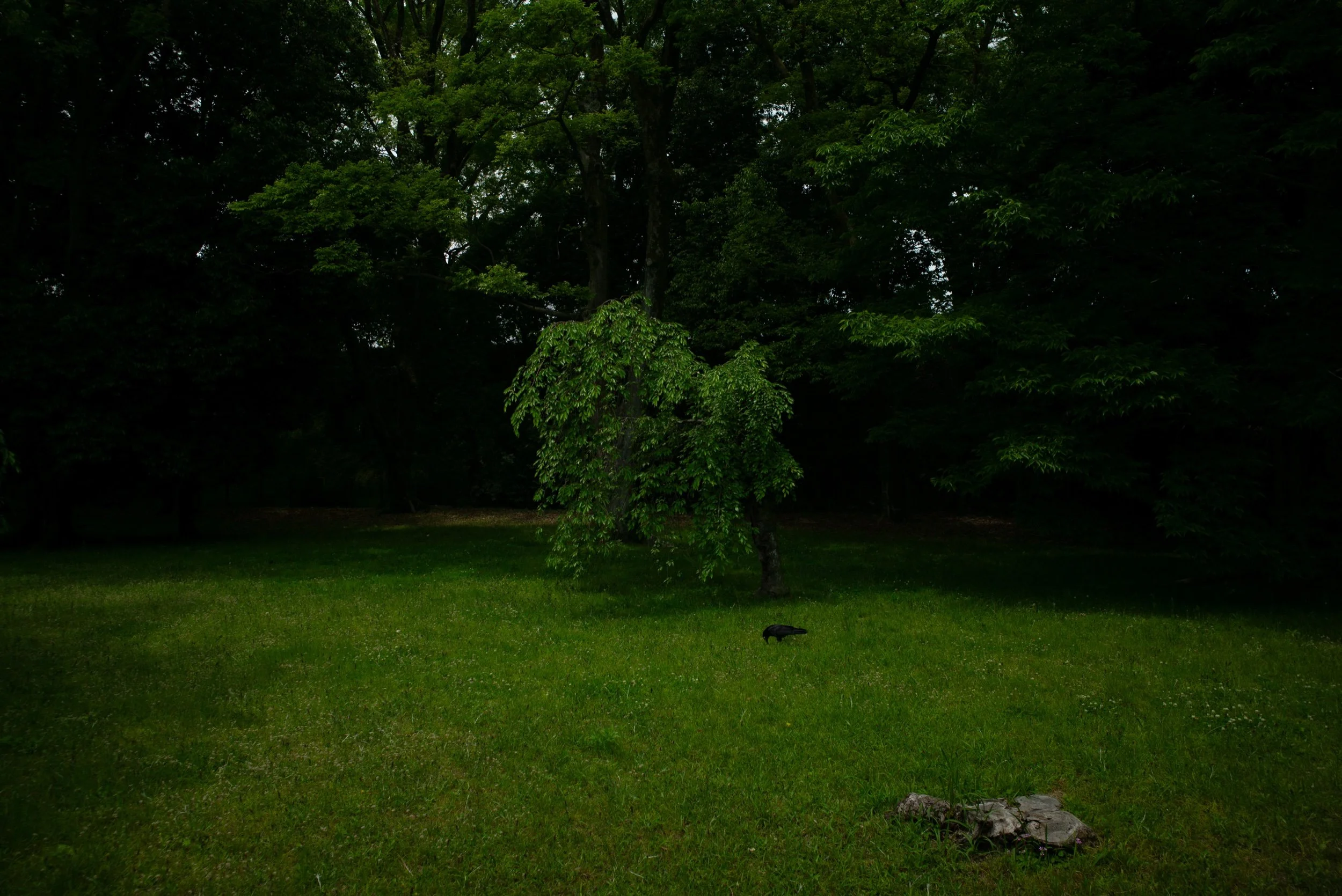 L1004130_1.jpeg