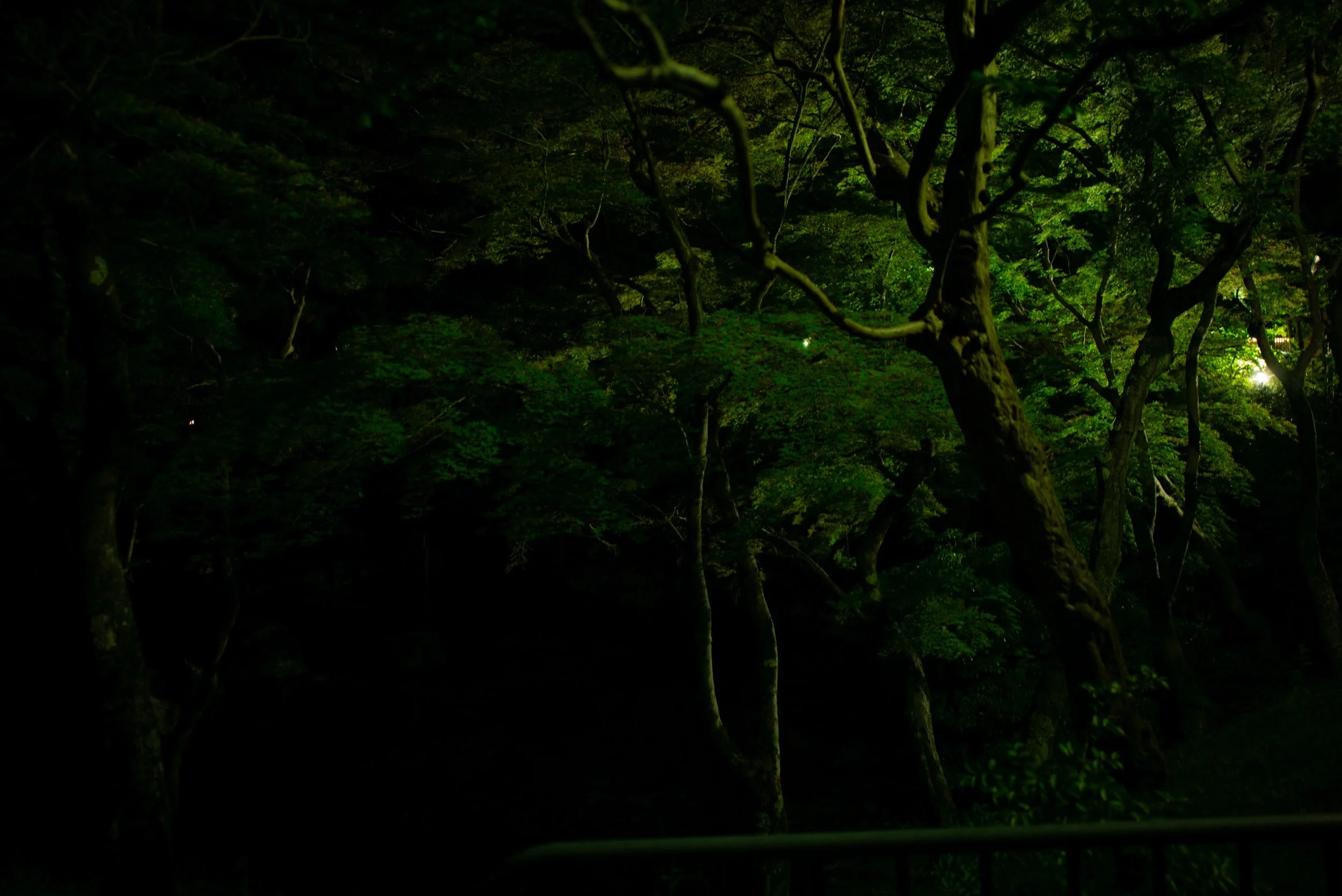 L1004092.jpeg