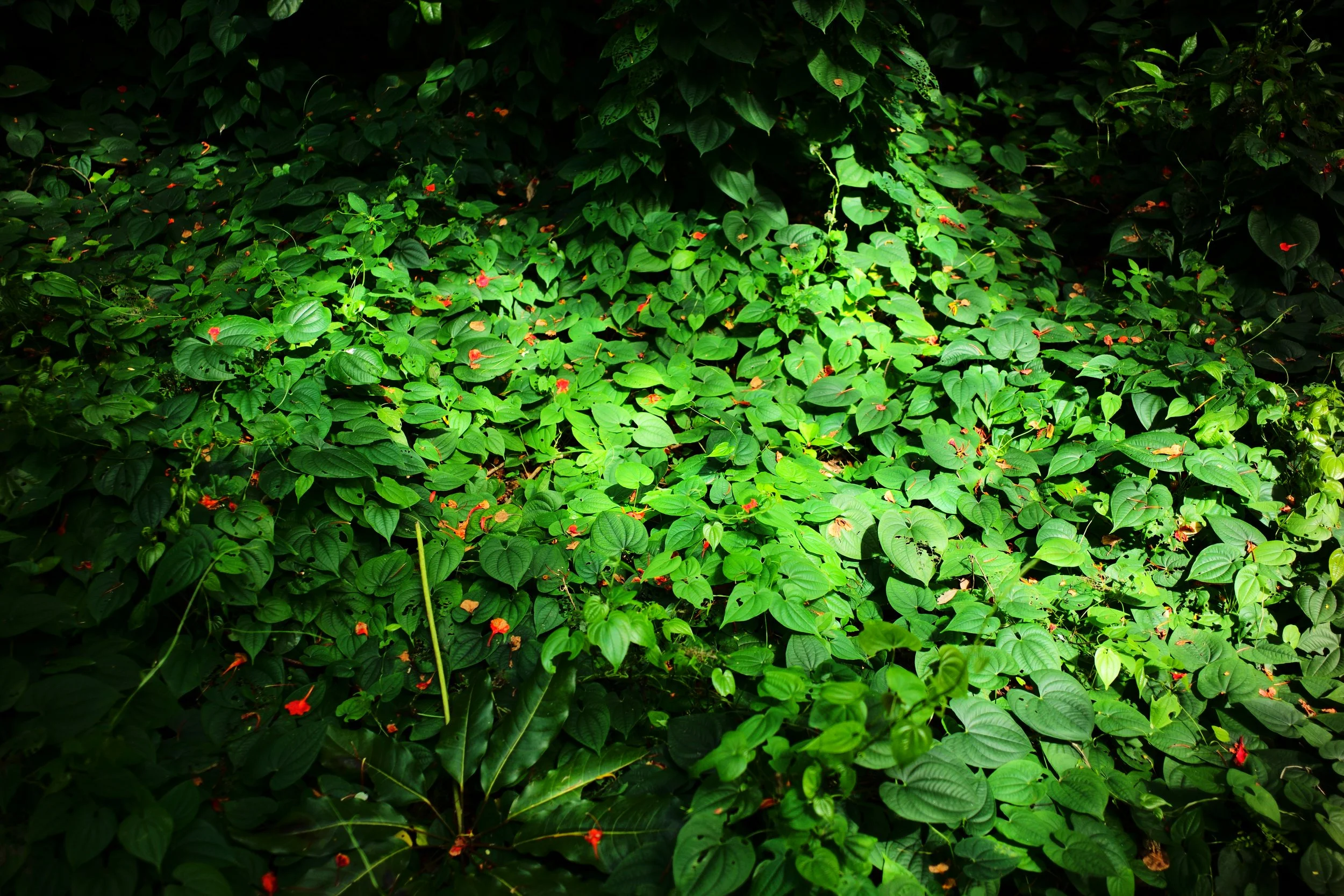 L1006011.JPG
