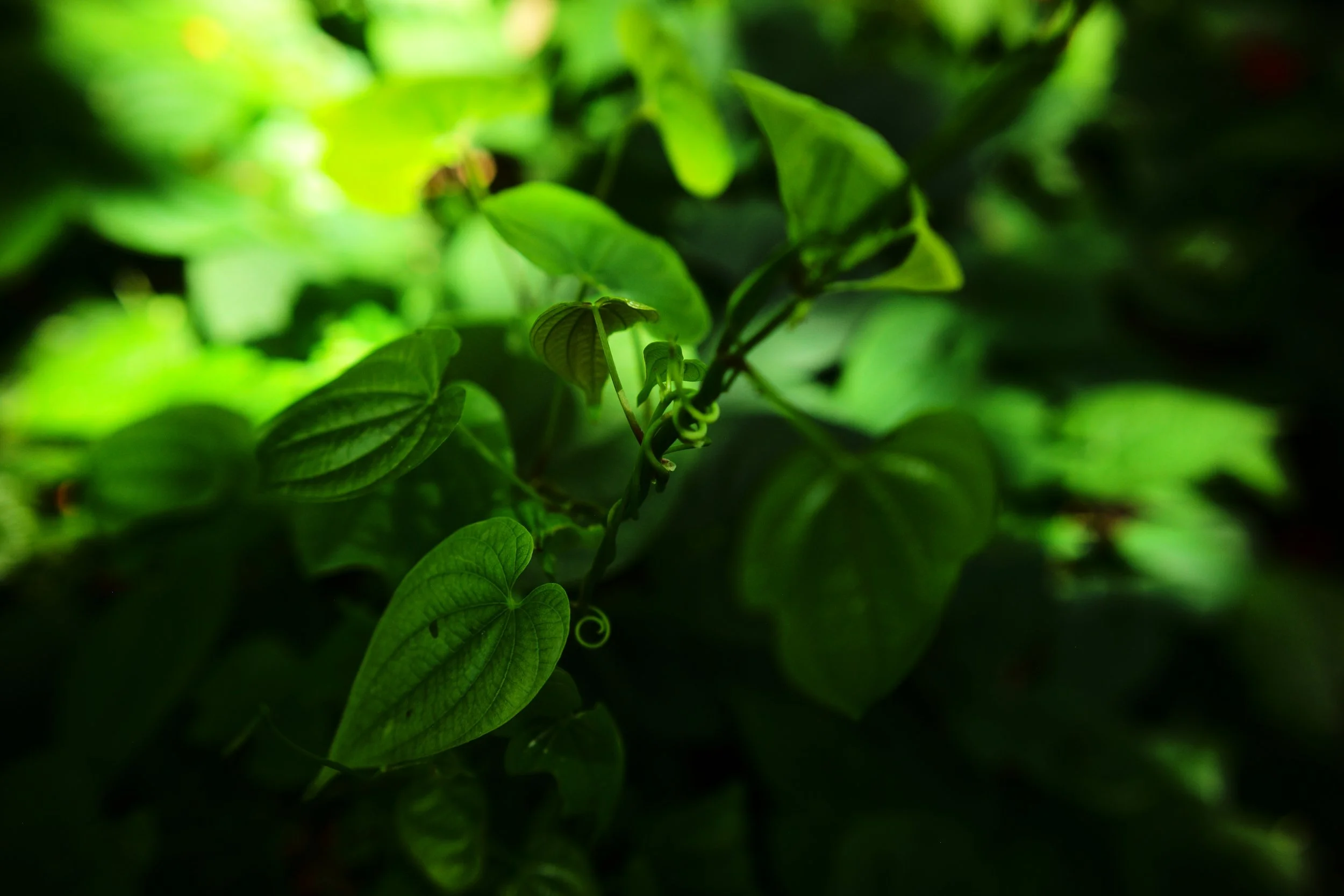 L1006018.JPG