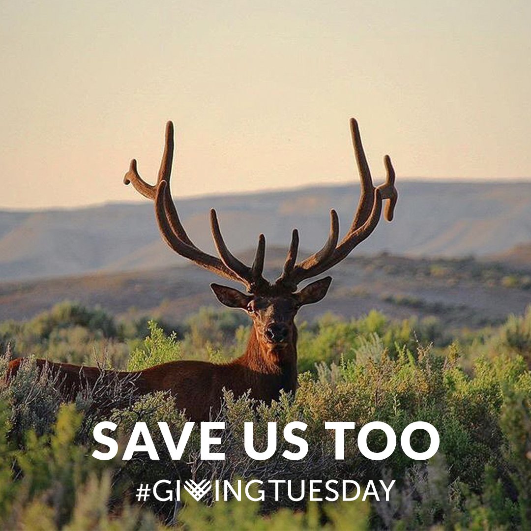 save-us-too_instagram_giving-and-save-copy_deer.jpg