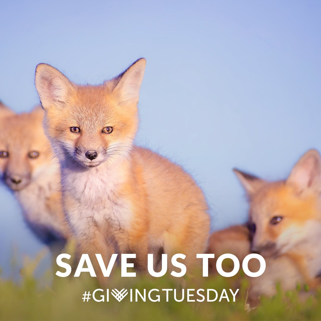 save-us-too_instagram_giving-and-save-copy_fox-pups.jpg