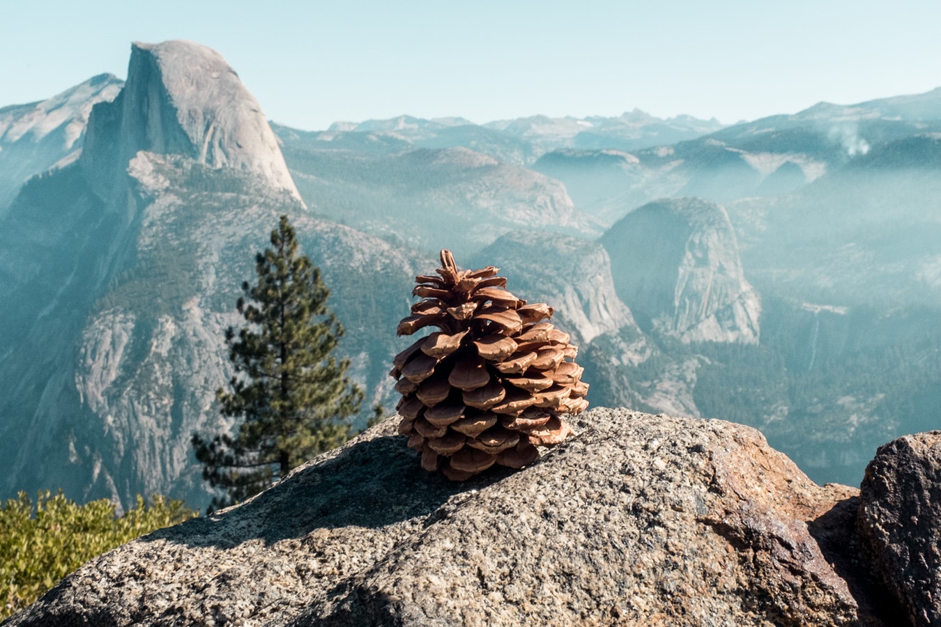 Pinecone.jpeg