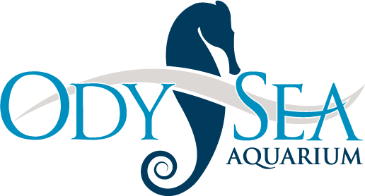 odysea-logo.png