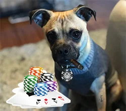 Casino Arizona