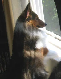 Chewy_portrait_small.jpg