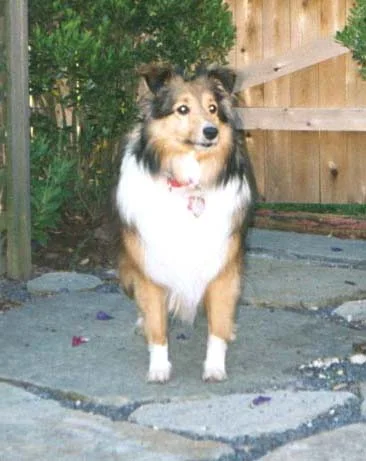 akc_front.jpg