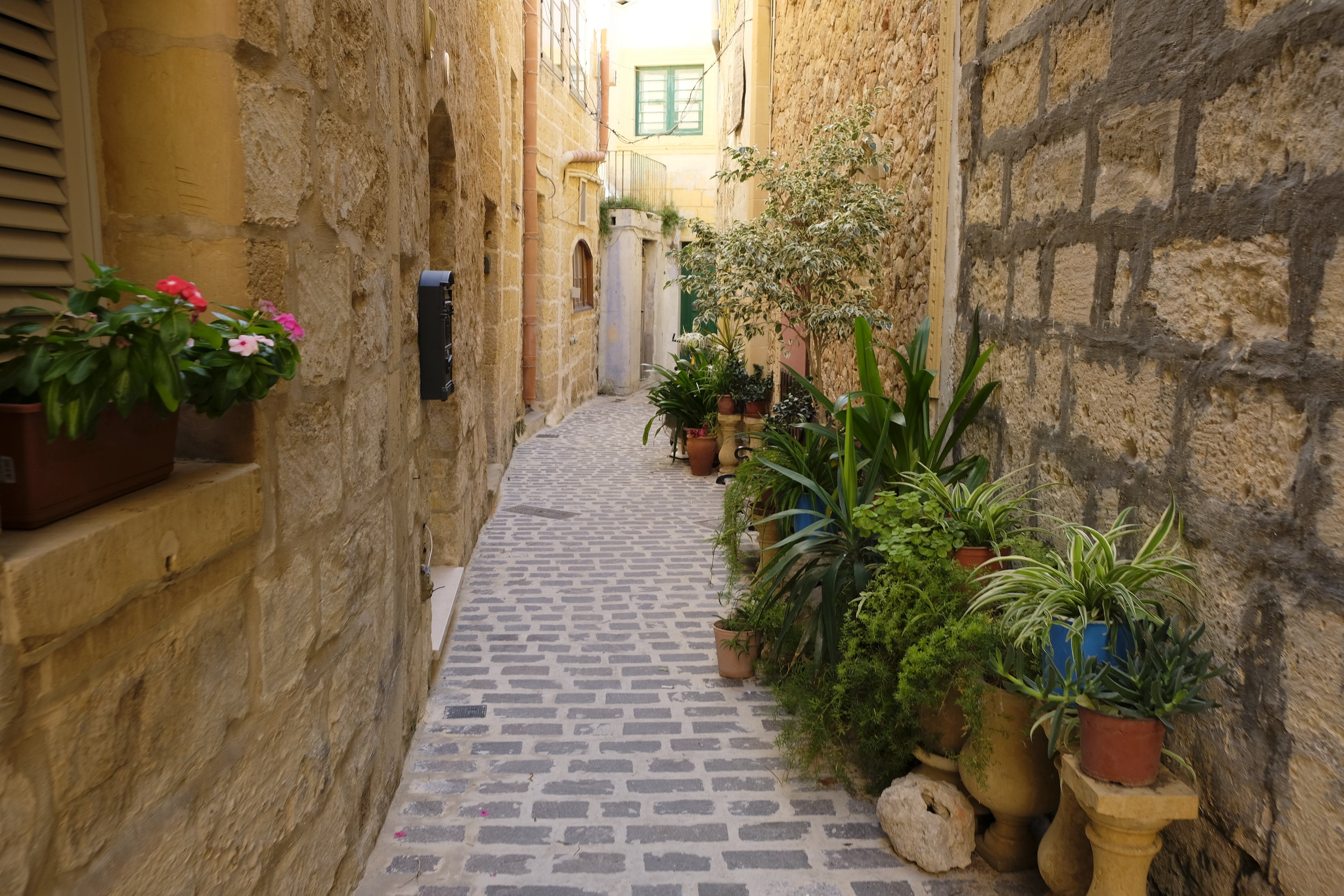 Typical Victoria street with residents' plants