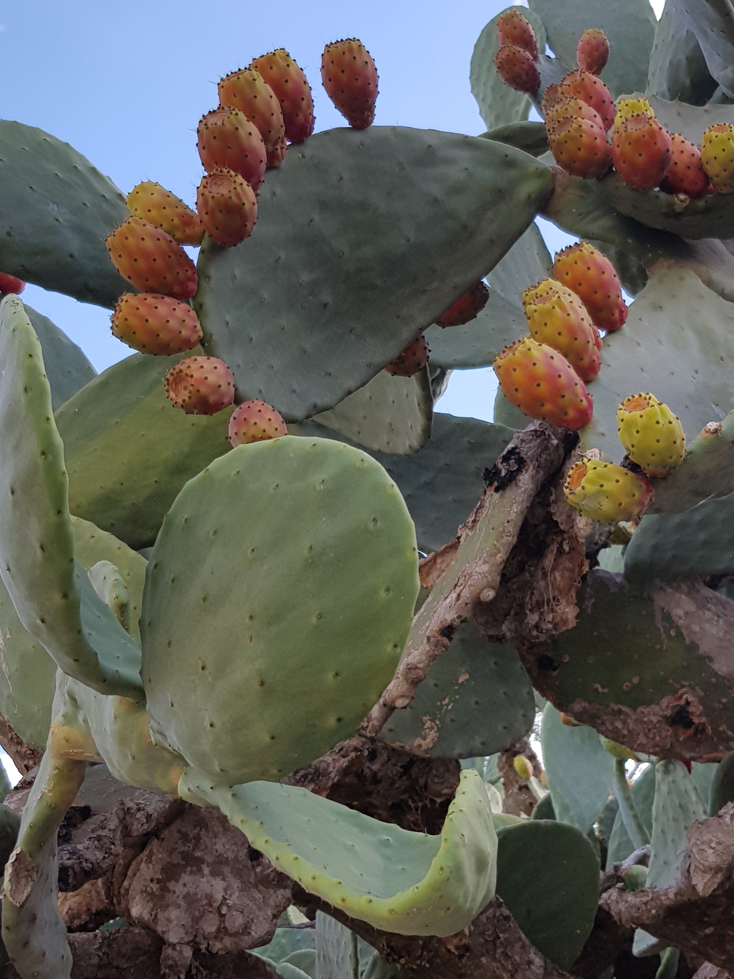 Late summer is the perfect time to indulge in the fruits of the island's prickly pears