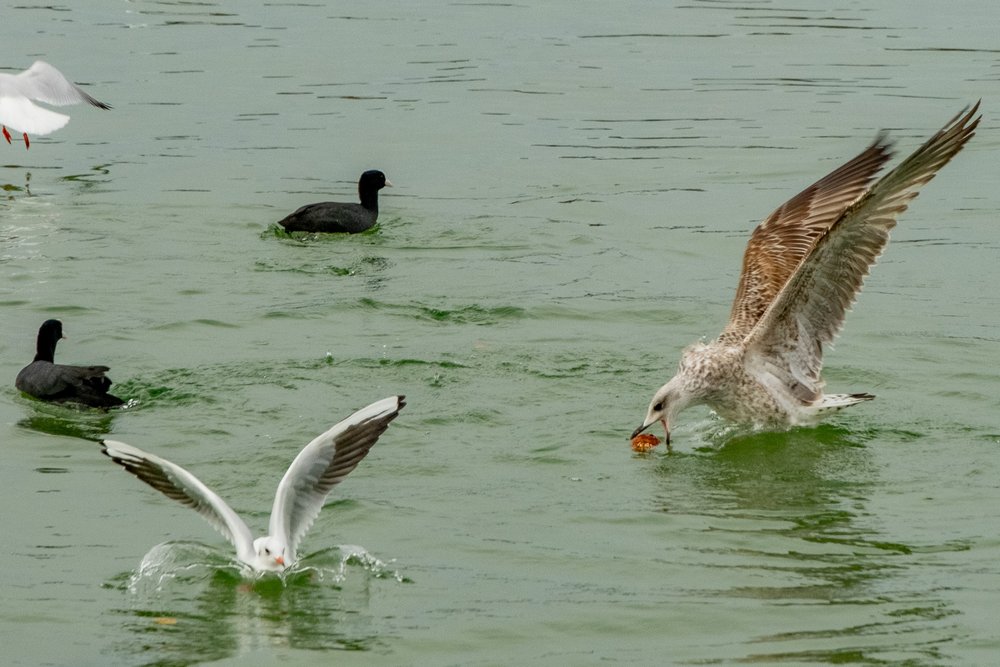 Gulls fighting for food