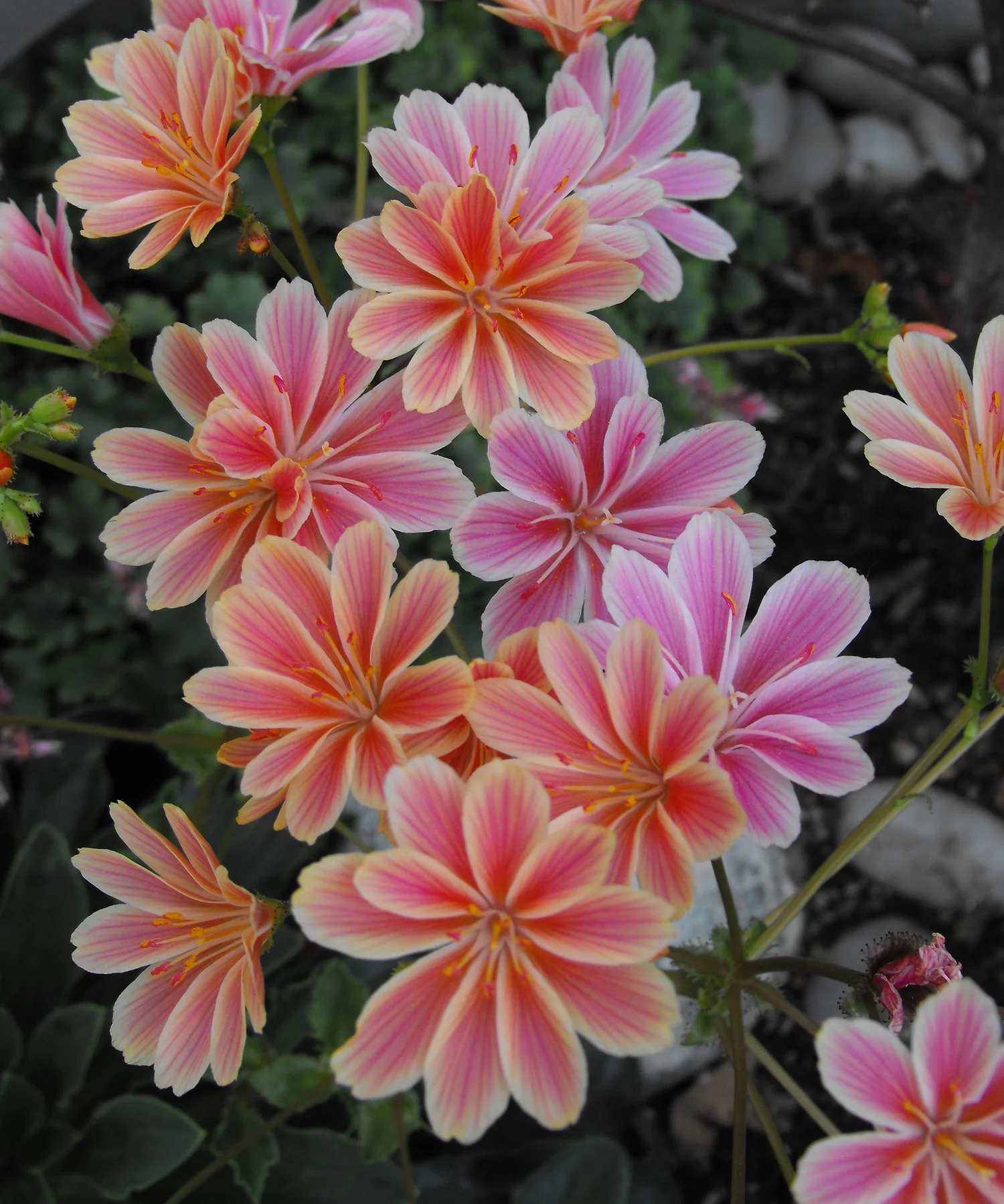 Siskiyou Lewisia and Cliff Maids (Lewisia cotyledon)  The Amazing Plant  Project