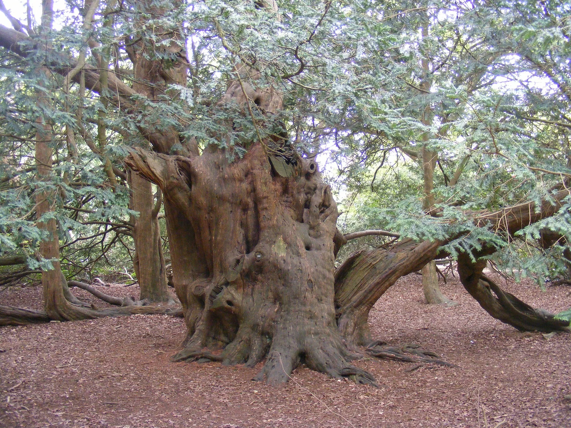 Ancient Yew Tree, Langley Park, UK