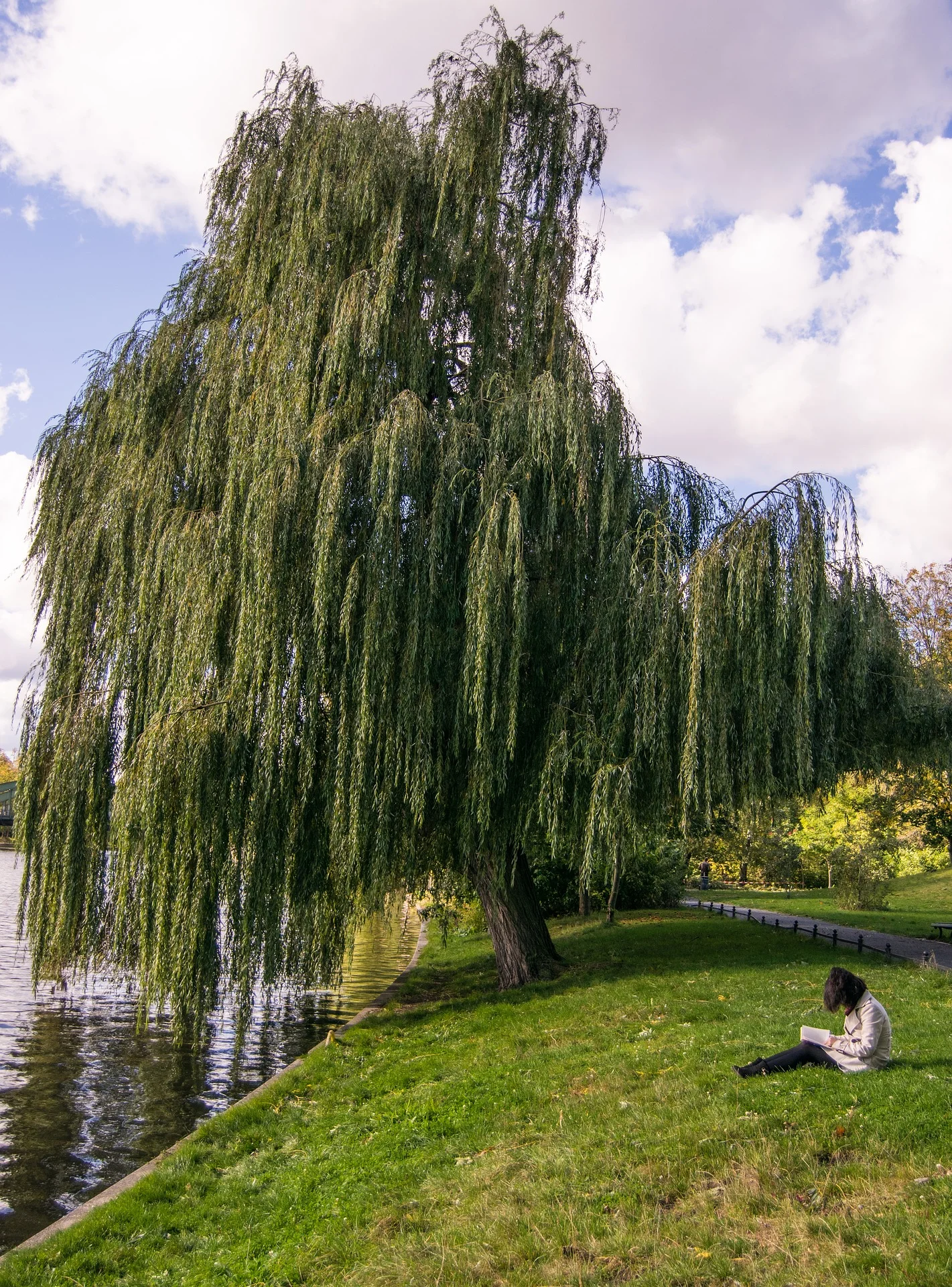 Weeping Willow ( Salix babylonica, L. )