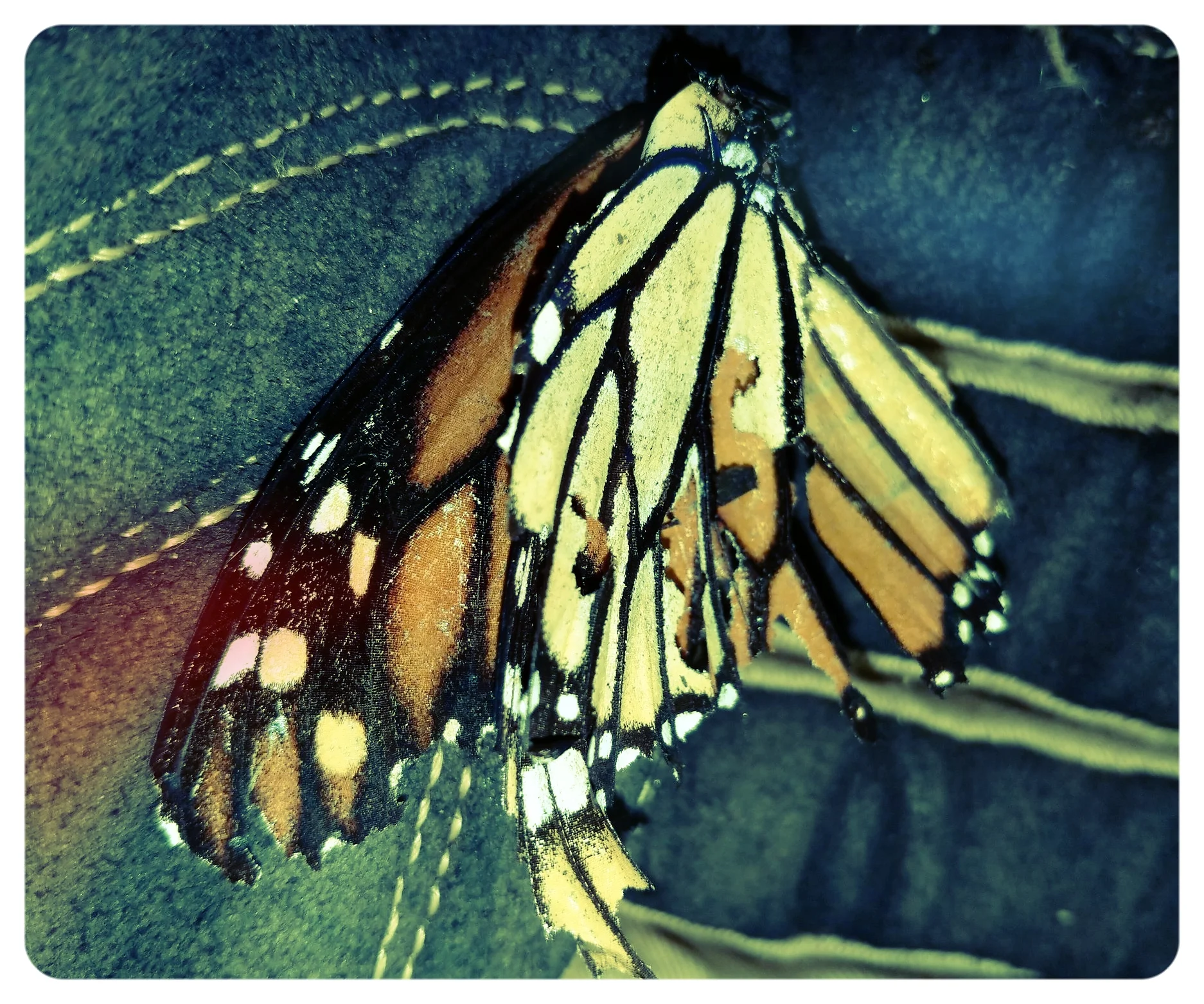 Monarch butterfly ( Danaus plexippus ), 2018