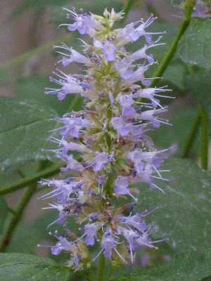 Giant Hyssop (Agastache rugosa)