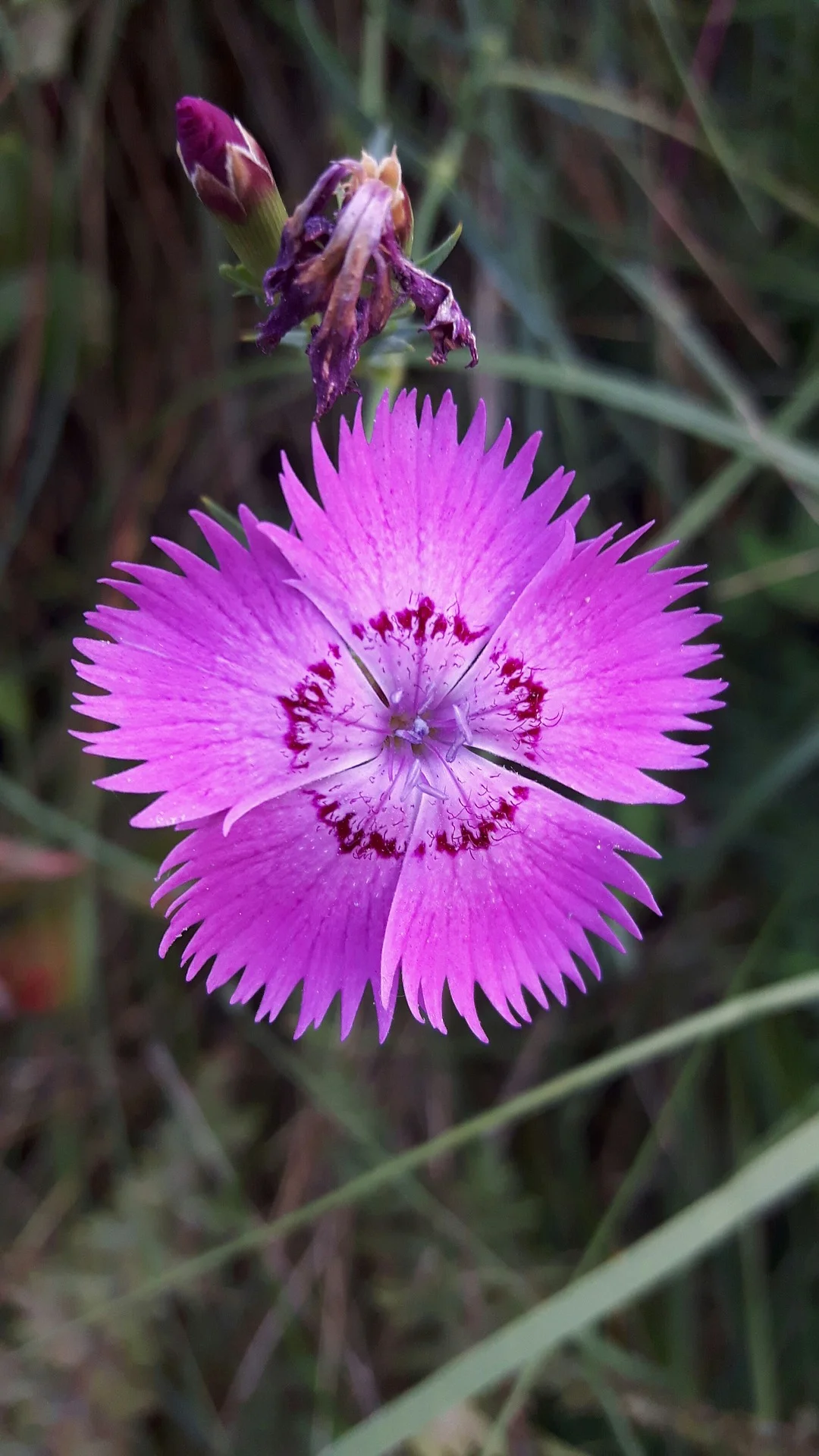 carnation-3397800_1920.jpg