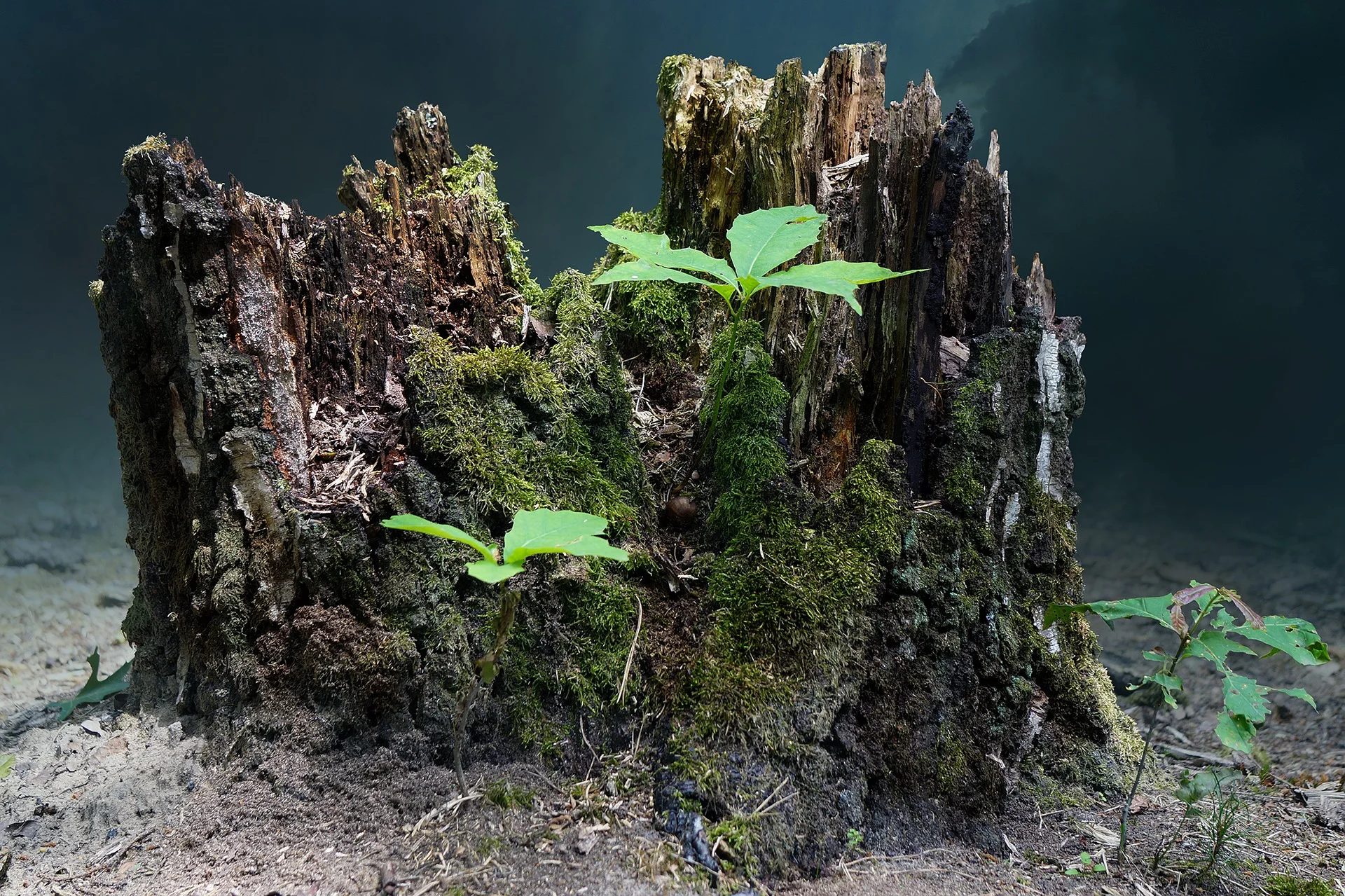tree-stump-2267010_1920.jpg