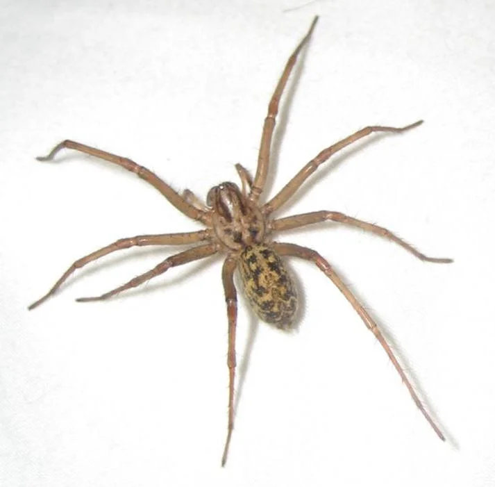 Hobo Spider ( Eratigena agrestis )