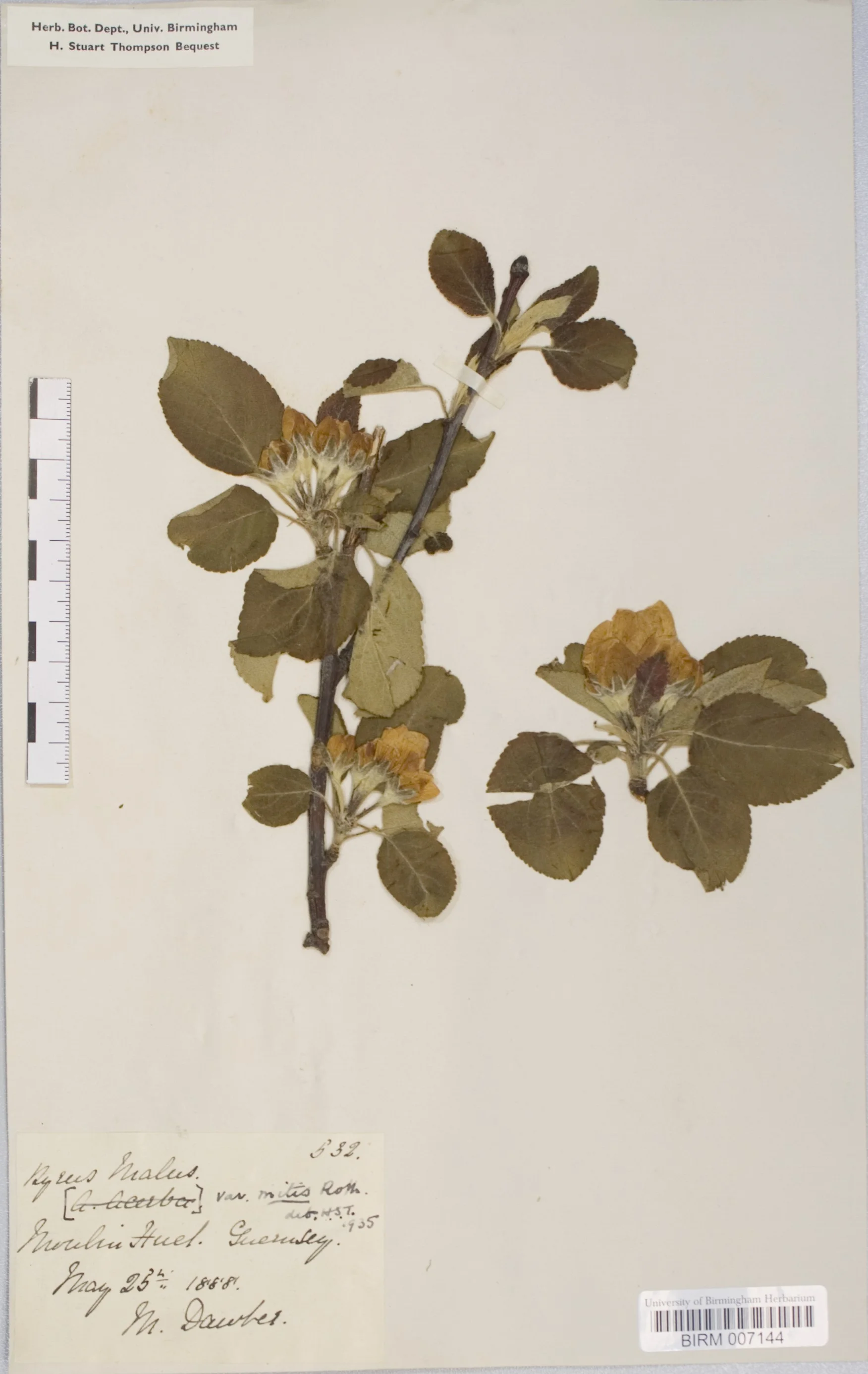 Malus domestica herbarium specimen, collected in the Channel Islands, 1888. (3)