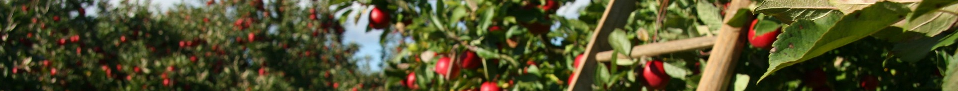 Apple_MalusDomesticus.png
