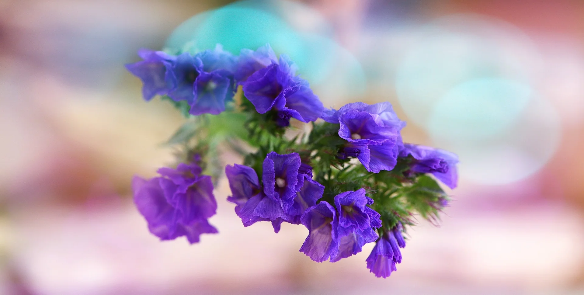 Blue statice (Limonium sinuatum)