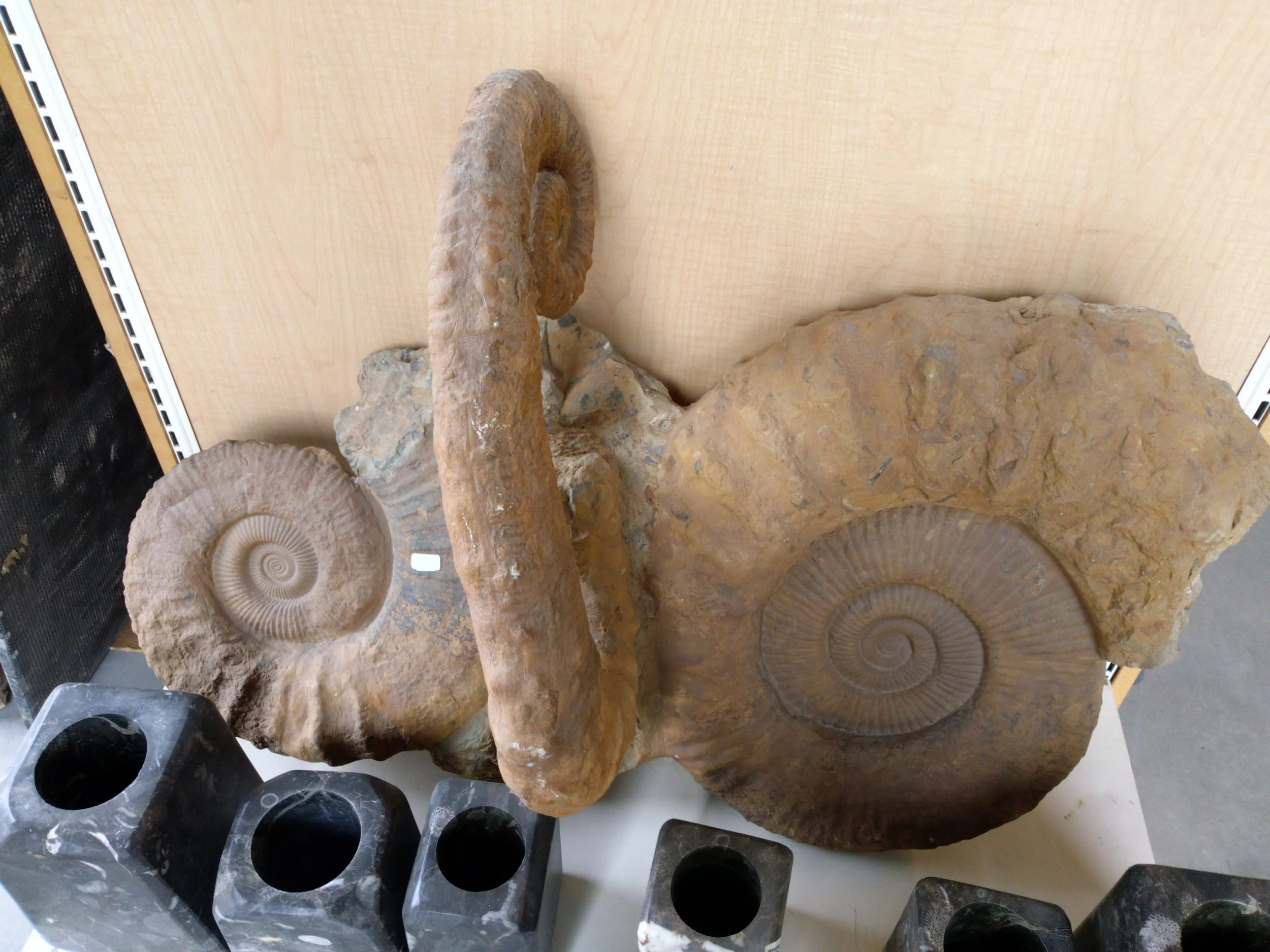 These are a trilogy of ammonites. If I remember right, the large one on the right side was about three feet tall.