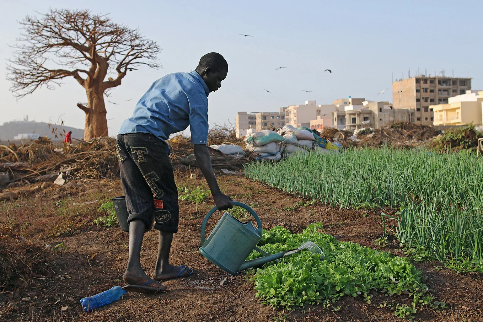 A man cultivates his garden in the Senegalese capital Dakar. He grows vegetables on a small piece of land in the middle of a residential area. Many secure a small income through urban gardening. Ein Mann bewässert seinen Garten in der senegalesischen Hauptstadt Dakar. Auf einem kleinen Stück Land mitten in einem Wohnquartier pflanzt er Gemüse an, um es zu verkaufen. Durch Urban Gardening sichern sich viele ein kleines Einkommen.