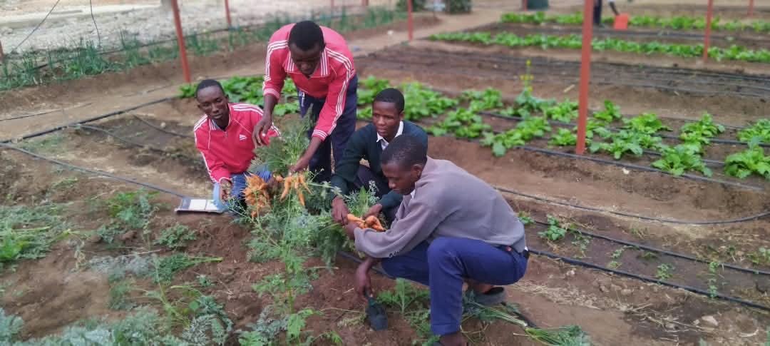First Greenhouse Harvest Brings Fresh Carrots to Students at Loibor Siret Secondary School