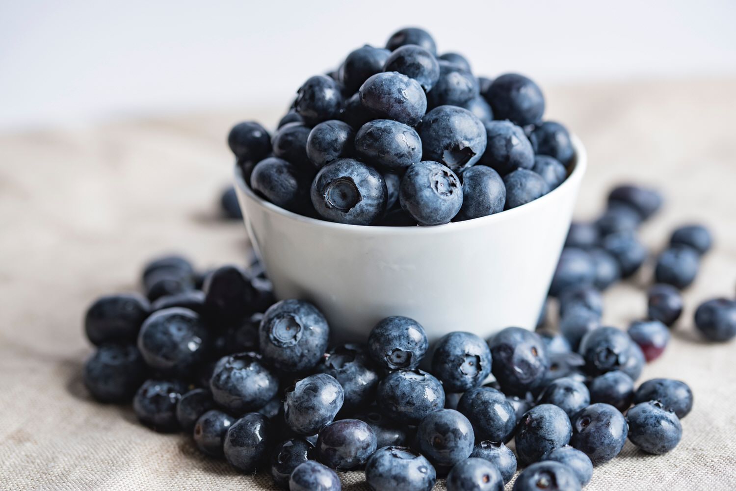 Bluecrop Blueberry Bushes — Blueberry Hills Nursery