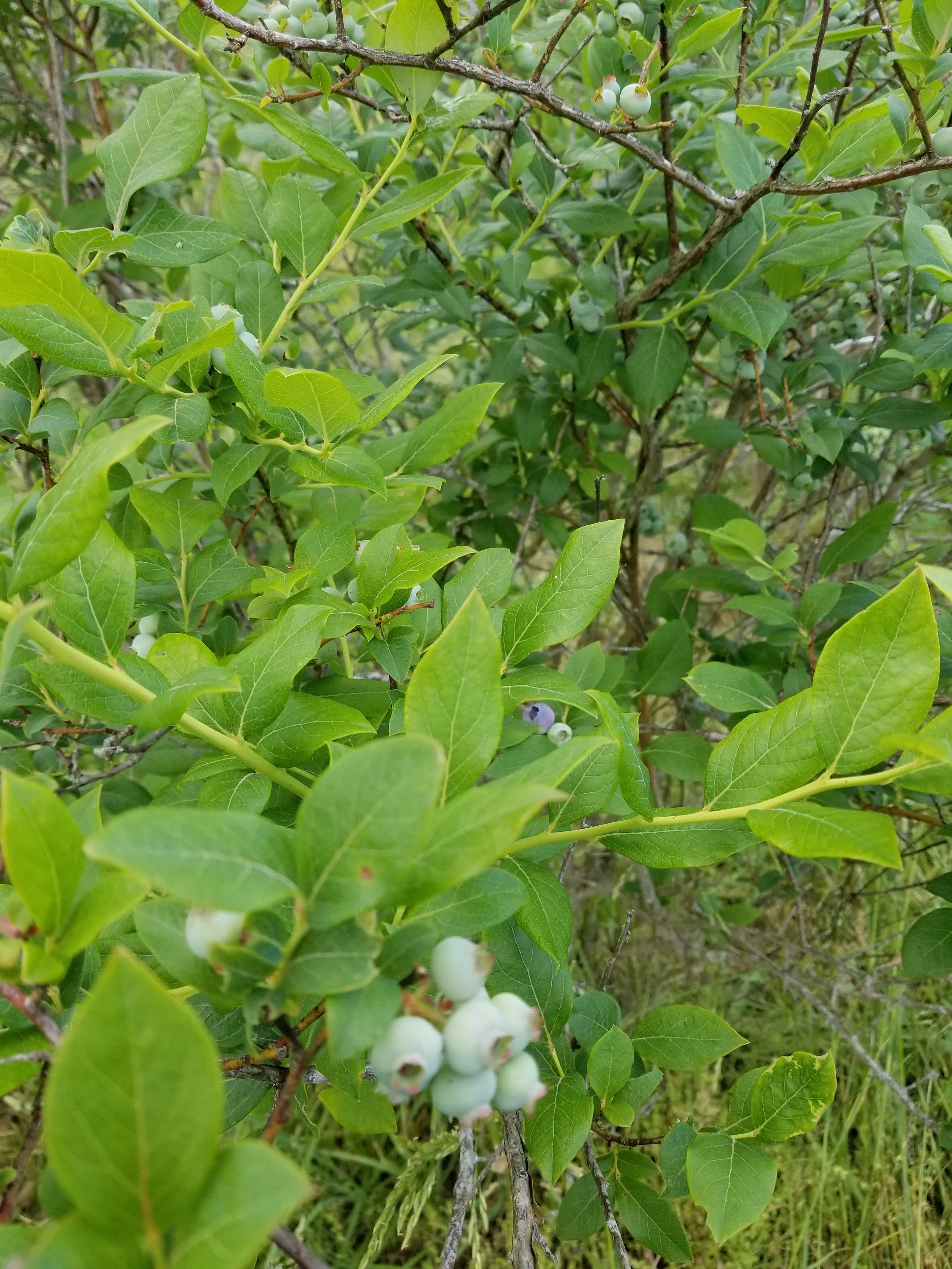 Selecting Blueberry Bushes for Field Planting