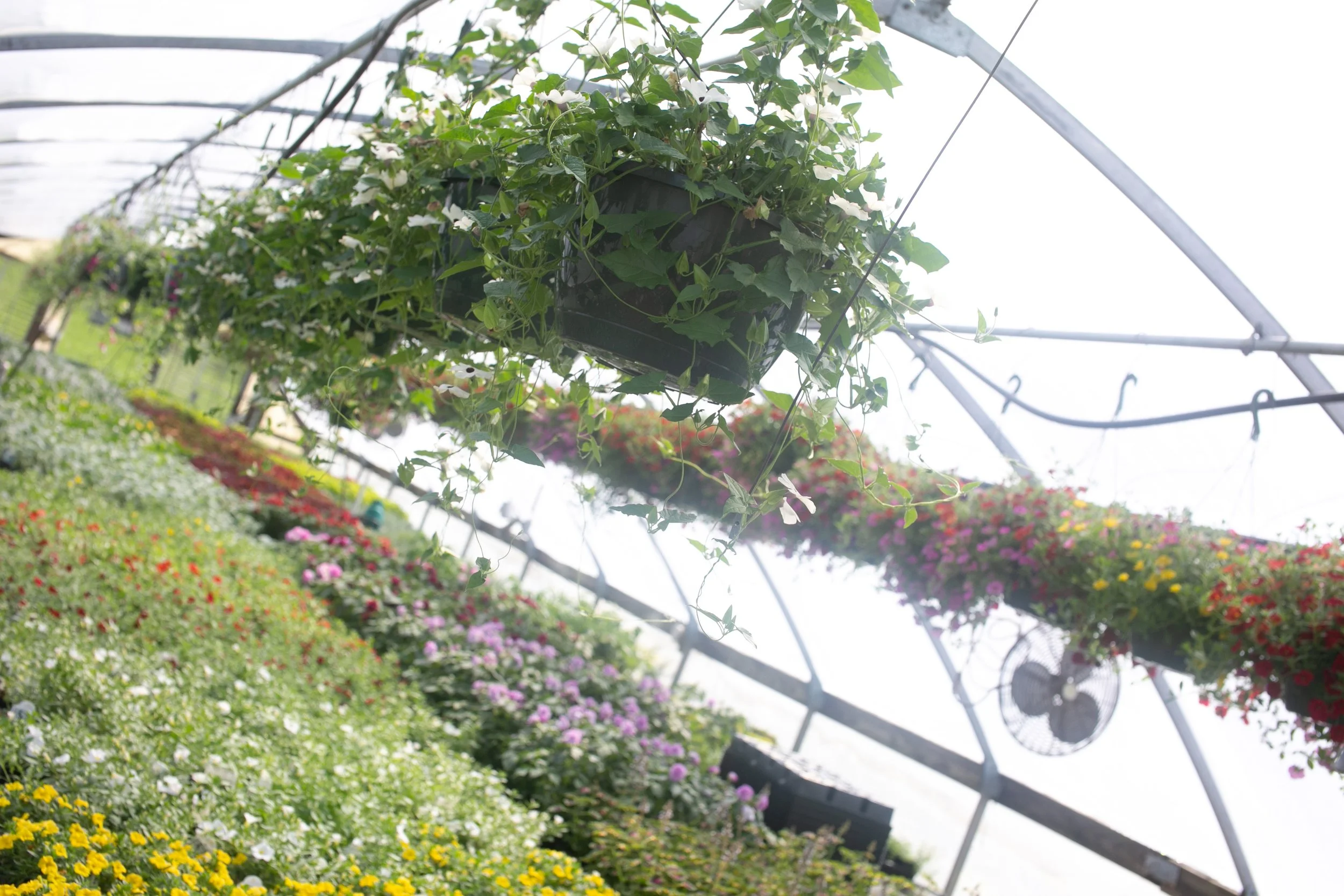 Barren Wholesale greenhouse