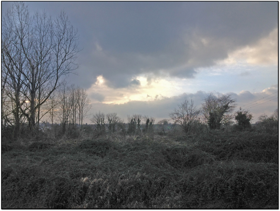  East Devon: re-wilding after tree felling. 