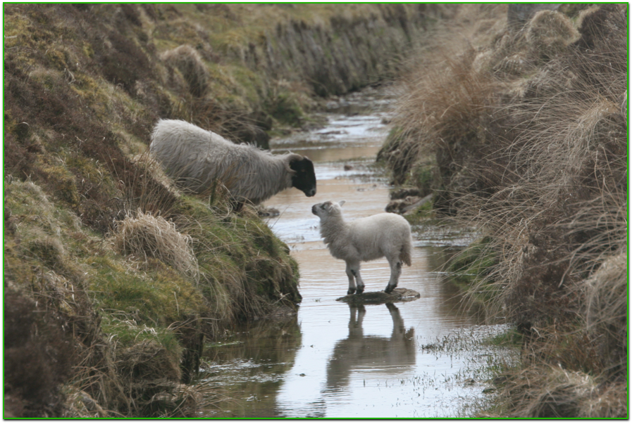  Dartmoor: tenderness and loss. 