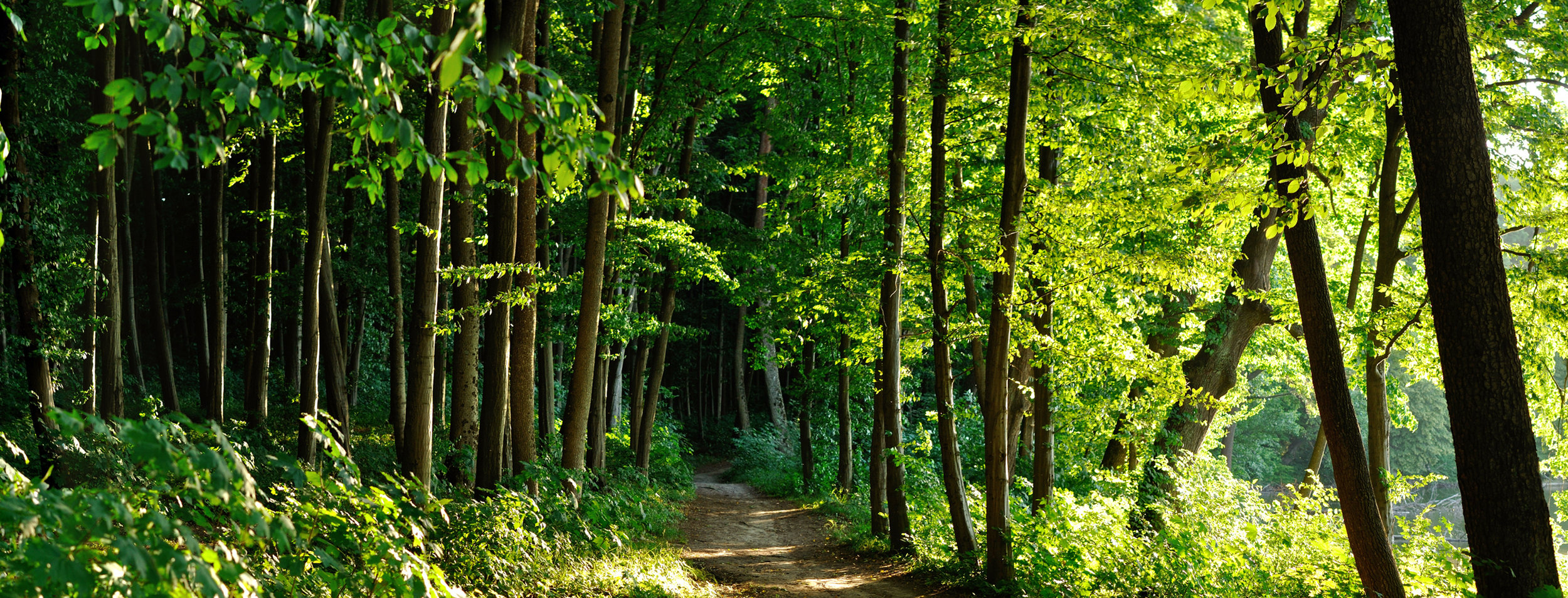 CYCL_Cover_Trail.jpg