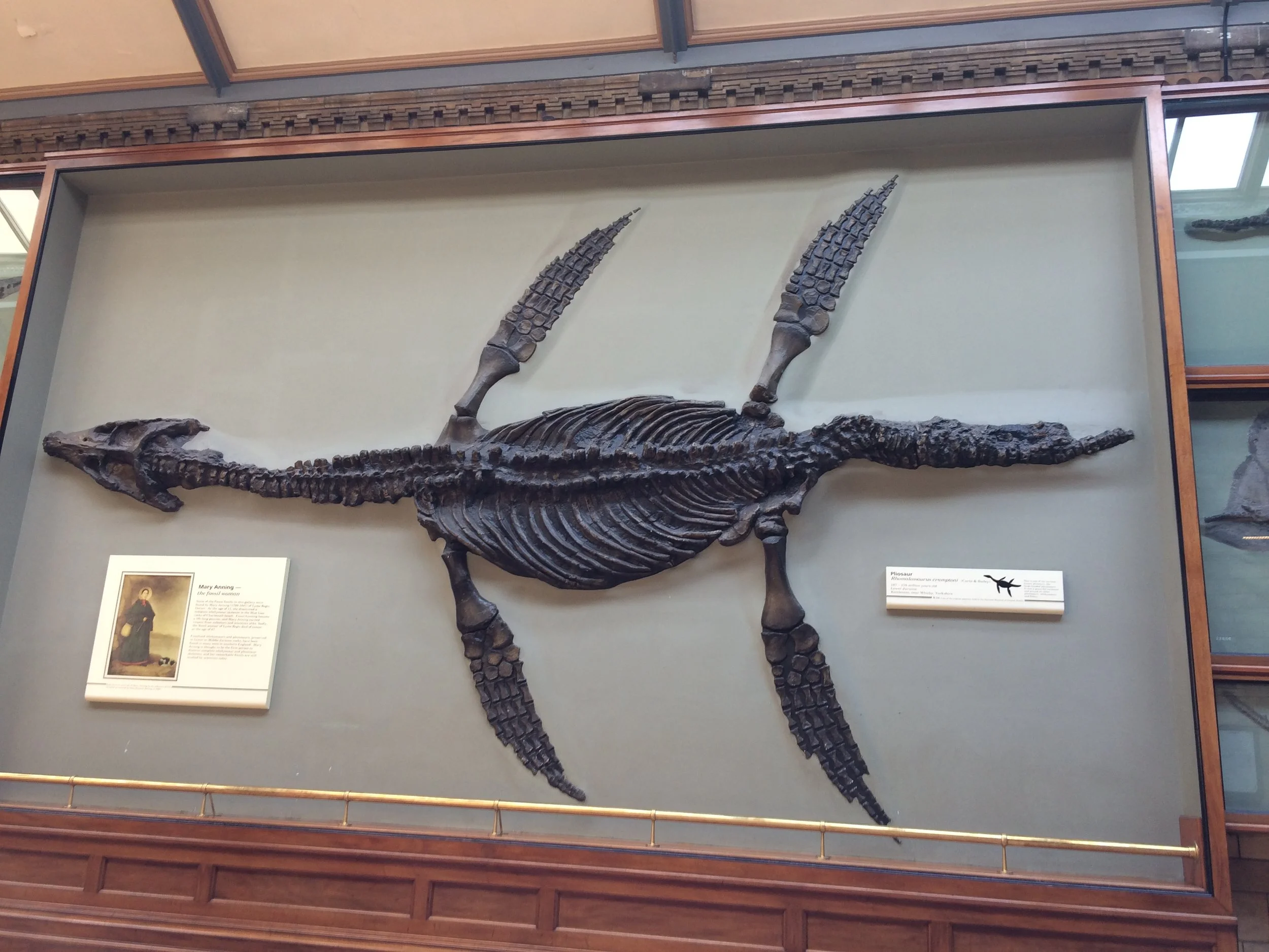 Icthyosaur, Natural History Museum