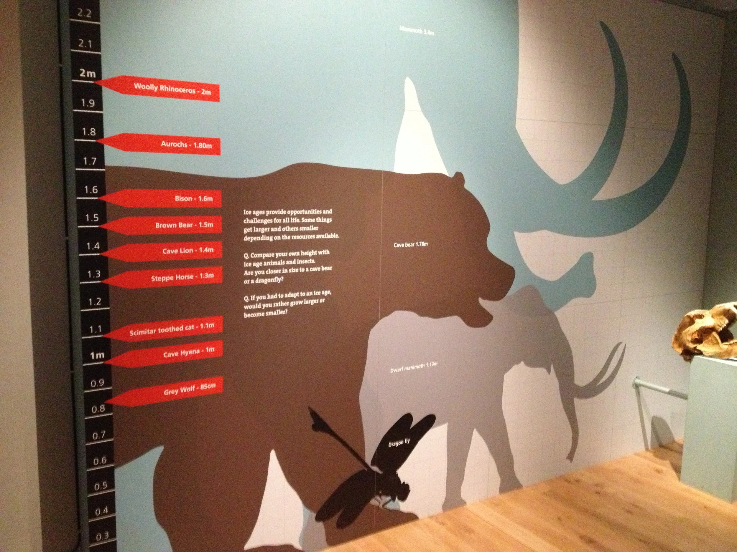 Ice-age wall graphic, Brighton Museum and Art Gallery